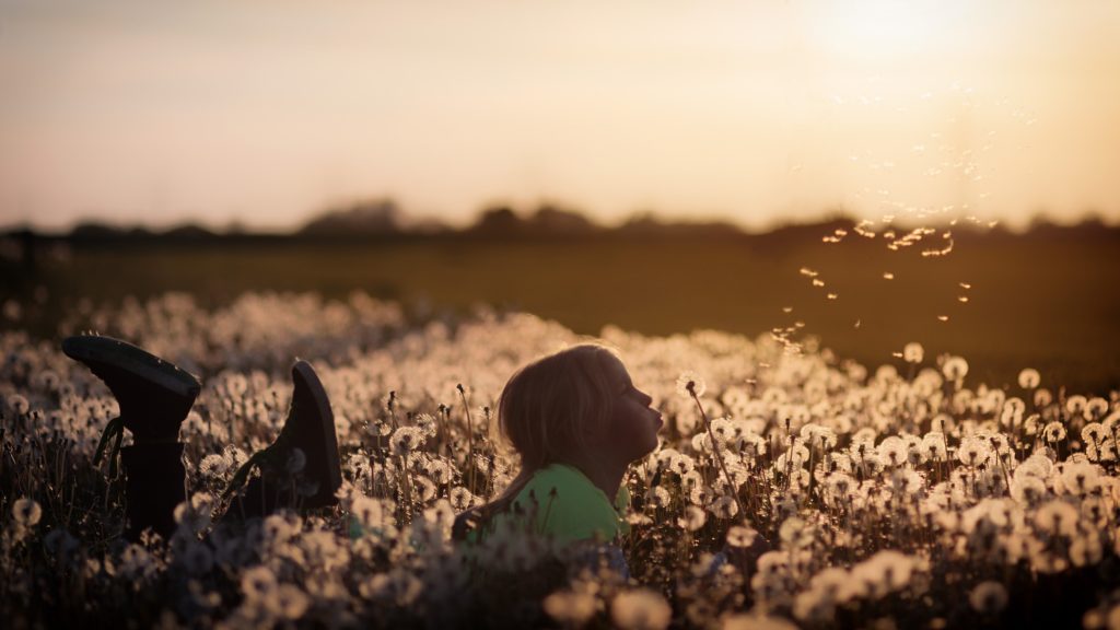 Science is a process of discovery. Child lays in a field and gathers data on dandelion seeds. 